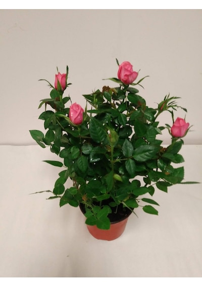 Mini Gül Minyatür Saksı Gülü Pembe 3 Adet
