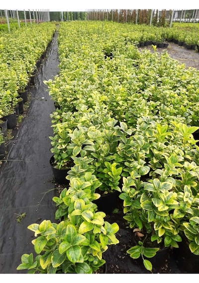 Videolu Altuni Taflan 5 Adet Saksılı/ Tüplü 30-50cm Dış Mekan Bitkisi Euonymuus Japonica