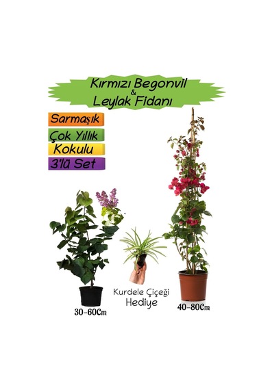Kırmızı Renk Begonvil+kokulu Mor Leylak Fidanı+kurdele Çiçeği 3'lü Peyzaj Seti