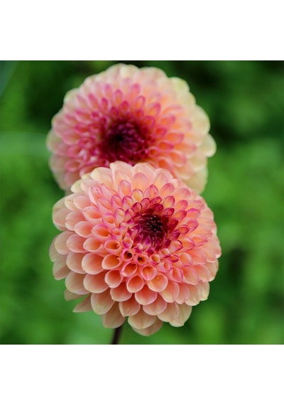 Pompon Red Marble Crimson Aster Çiçeği Tohumu 50 Tohum