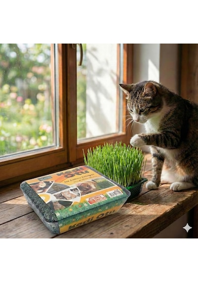 Kedi Çimi - Kedi Sindirim Sistemini Rahatlatıcı Sağlıklı Kedi Otu