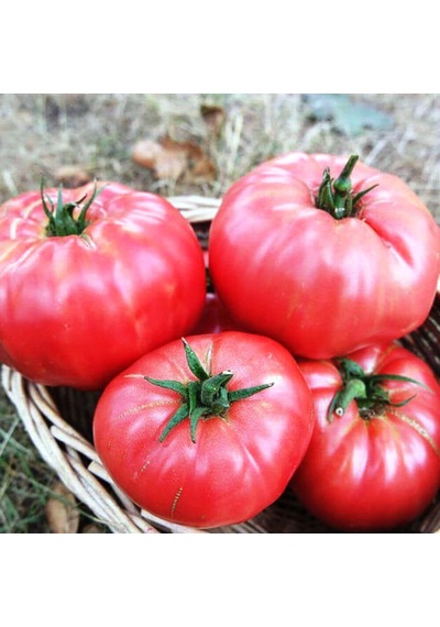 AGRodal Tarım Ata Tohumu Yerli Dilimli Pembe Köy Domatesi 100 Adet Tohum