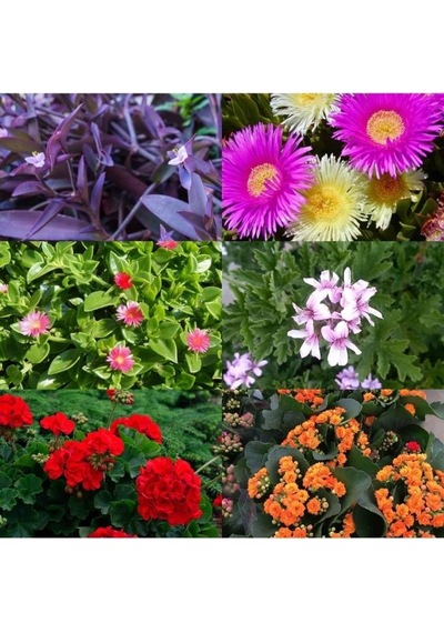 6 Çeşit Mezarlık Çiçeği Fidanı 10-20 Cm