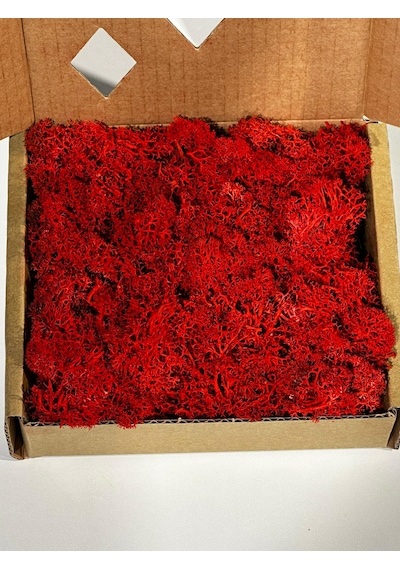 Reindermoss Şoklanmış Norveç Yosunu Terarium Yosunu Kırmızı 100 Gr.