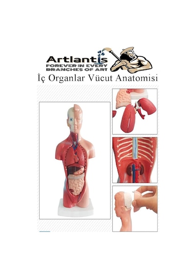 İnsan Organ Maketi 27 Cm 1 Adet İnsan Anatomi Modeli 15 Parça Sök Tak İnsan İç Organları Tıbbi Model Vücut