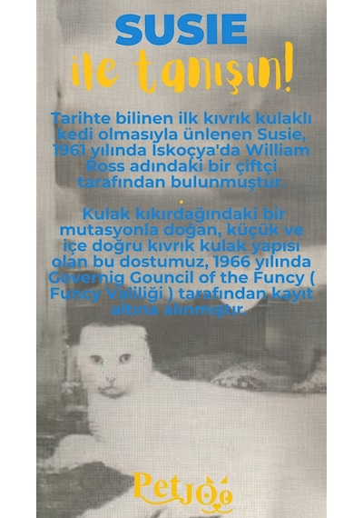 Petjoo 3.Susie Sarı-Mavi Qr'lı Kedi Künyesi