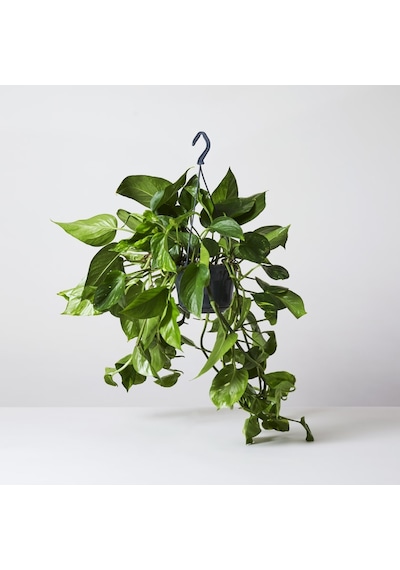 Salon Sarmaşığı Pothos -  Ev Ofis Bitkisi