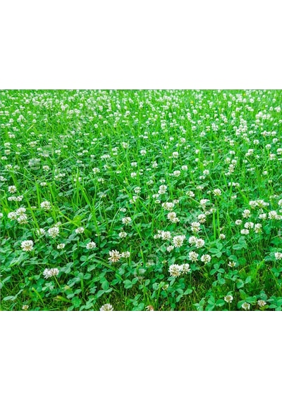 Ak Üçgül Tohumu 500 GR Süs Yoncası Bodur Yonca Çim Tohumu