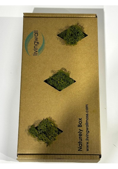 Reindermoss Şoklanmış Norveç Yosunu Terarium Yosunu Midium Green 500 Gr.