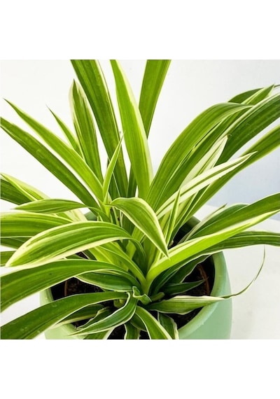 Saksılı Kurdele Çiçeği Chlorophytum Comosum Variegatum 10-20 Cm