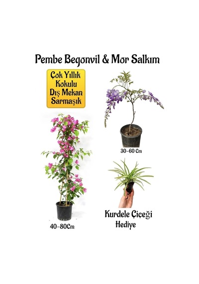 Pembe Begonvil Çiçeği+mor Salkım Ağacı Fidanı Kurdele Çiçeği Bahçe Peyzaj Seti