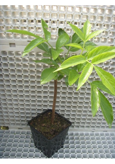 Mürver Fidanı - Patlangıç - Sambucus Nigra - Kara Mürver Fidanı 2Lt