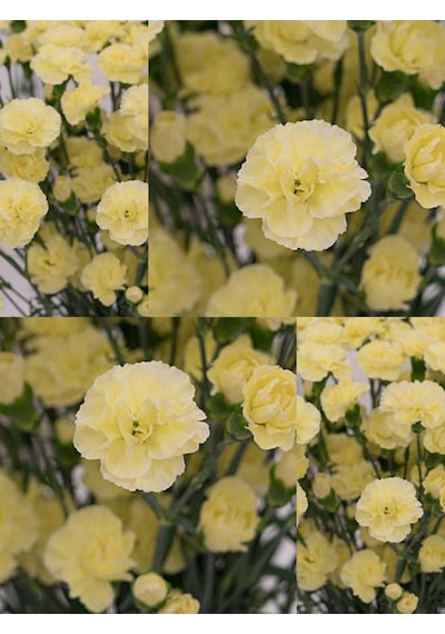Videolu Kokulu Sarı Karanfil Çiçeği Fidanı 4 Adet Saksılı 30-50cm Salon Bitkisi Carnation Flower Diğer
