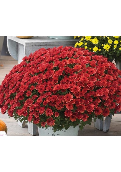 Kasımpatı Krizantem Chrysanthemum Kırmızı 5 Adet