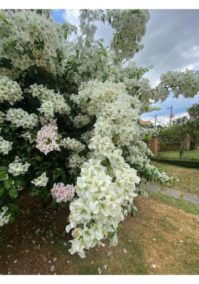 Beyaz Begonvil Sarmaşığı Çiçeği Fidanı 30-50 Cm Saksılı Çiçekli Bodur White Bougainvillea