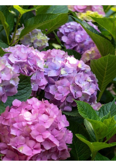 Videolu Mor 1 Adet Ortanca Fidanı Büyük Boy 30-50cm Saksılı Azalea Seedling