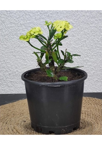 Efhorbia Dikenler Tacı Çiçeği Fidanı Sarı 10-20 Cm