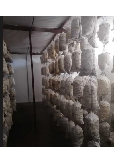 4 Adet 8 Lt 4 Kg Istiridye Mantarı Miseli Tohum Kompostu Mantar Vermeye Hazır Durumda