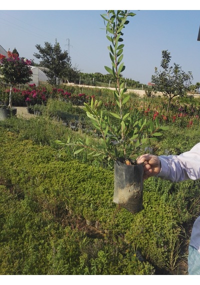 2 Adet Callistemon   Leavis Fırça Çalısı Fidanı. 40-60 Cm.