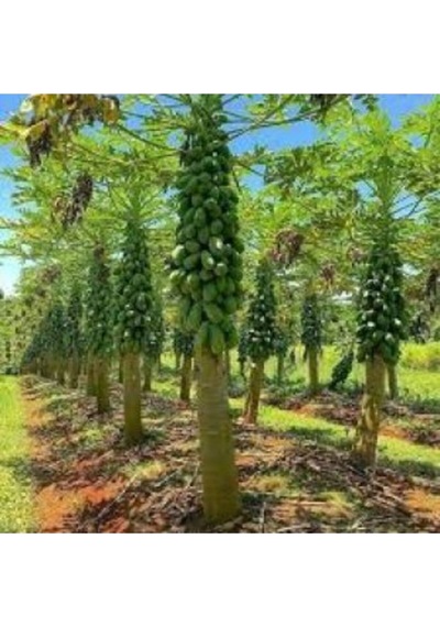 Tropikal Papaya Meyvesi Tohumu Ekim Seti