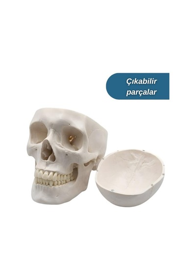 Temel 3 Parçalı Anatomik Kafatası Modeli, Çıkarılabilir Kafatası Kapağı Ve Hareketli Çene Maket