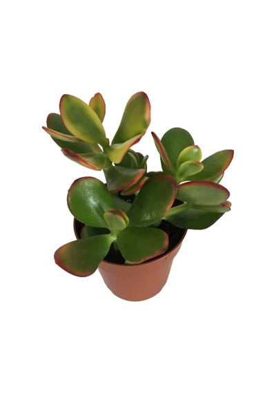 Crassula Ovata Sunset - Para Bitkisi 8,5 Luk