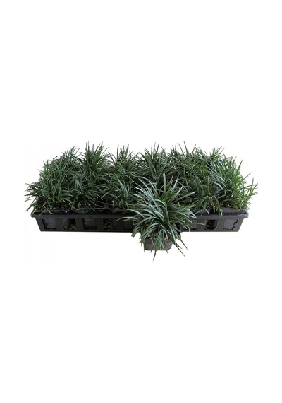 Osmanlı Çimi -ophiopogon Japonicus - 45 Adet