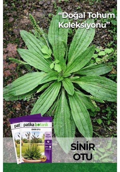 100 Adet Sinir Otu Tohumu (Plantago Lanceolata)