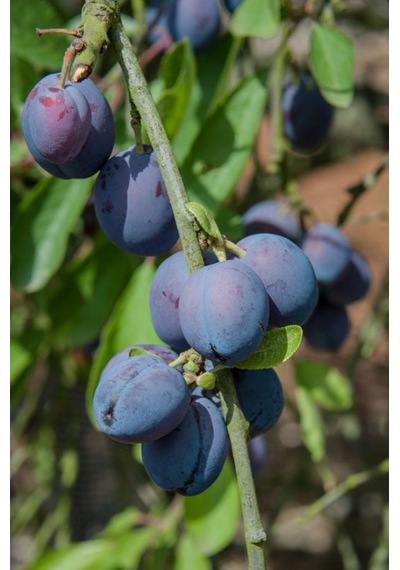 Mürdüm Eriği Fidanı " Prunus Domestica L. " 2 Yaşında Tüplü