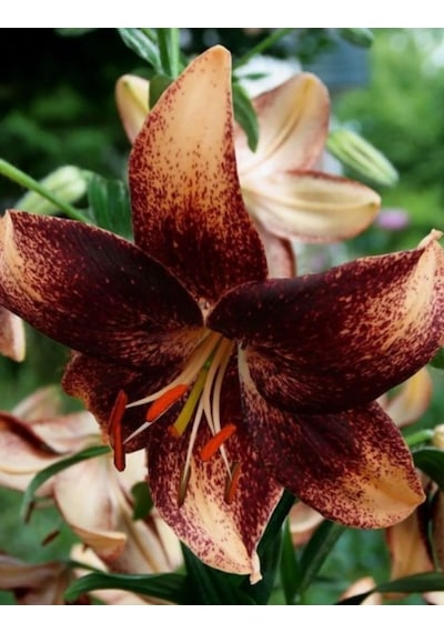 4 Adet Lilyum Çiçeği Soğanı Kokulu Özel Soft