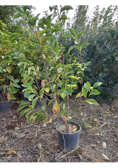 Saray Lalesi Yaprak Döken Manolya 130-150 Cm. 24cm. Çapında S...
