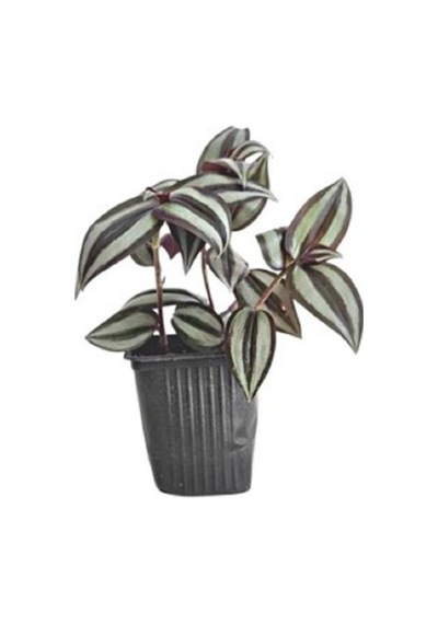 Orta Boy Telgraf Çiçeği Fidanı 10-20 Cm