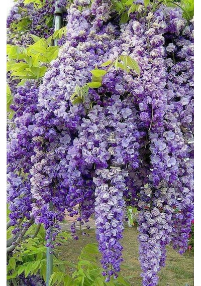 Bahçevilya 2 Yaşında Tüplü Mor Salkım Wisteria Sinensis Fidanı