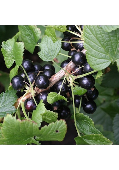Tüplü Aromatik Rosenthals Siyah Frenk Üzümü Fidanı