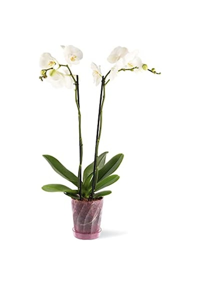 Orkide Saksı 1,3 Litre Kristal Şeffaf Pembe Orkide Saksı 16 Cm