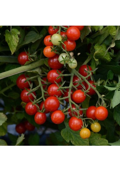 3v Prooter: 150 Cherry Domates Tohumu + 500 Ml Besin İle Verimli Bahçeler 2