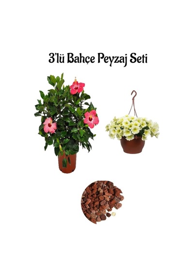 Pembe Japon Gülü Çiçeği+mor Salkım Ağacı Fidanı Kurdele Çiçeği Bahçe Peyzaj Seti