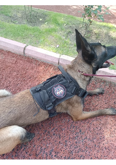 Tactical Göğüs Tasması Taktik Tasma Siyah