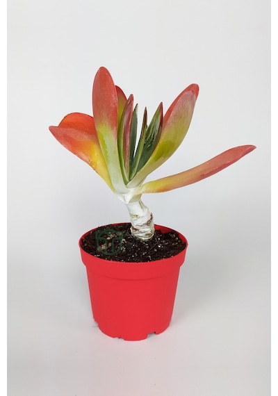 Kalanchoe Thyrsiflora - Çöl Lahanası - Ciğer Sukulent - Kırmızı