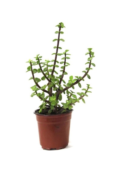 Videolu Para Çiçeği Ağacı 10 40 Cm 1 Adet Saksılı Iç/ Dış Mekan Bitkisi Crassula