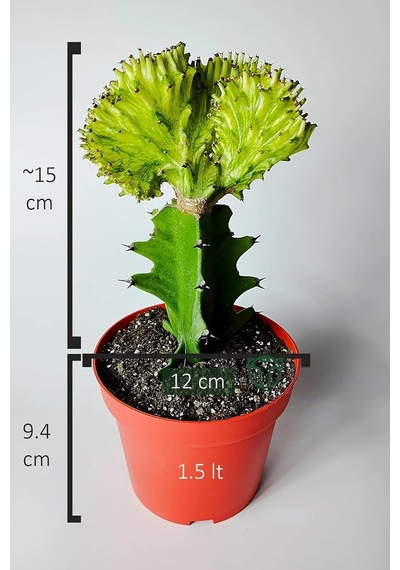 Tr Euphorbia Cristata Variegata Koleksiyon Kaktüs Canlı Bitki