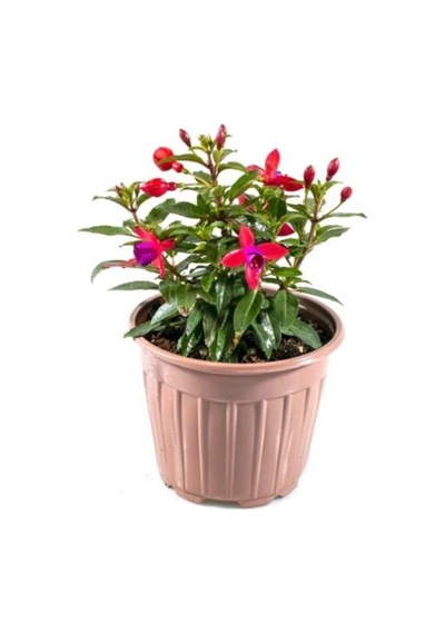 Fuchsia Cultivars Küpeli Çiçeği Fidanı 10-20 Cm