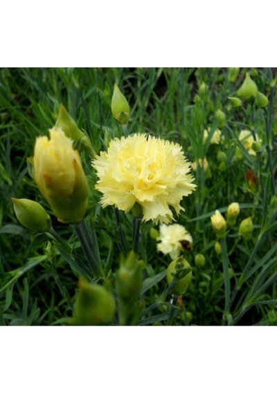 Videolu Sarı Karanfil Çiçeği Fidanı 25-35 Cm Saksılı Çiçekli Bodur Bitkiler Yellow Carnation