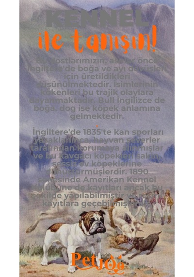 Petjoo 16.Kennel Turuncu-Gri Qr'lı Köpek Künyesi