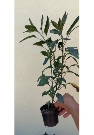 Saksıda Pepino Fidan Paketi 5 Adet