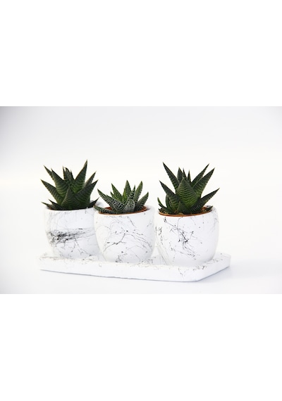 Trio Beyaz Sukulent Seti - Haworthia Pumila. Limifolia