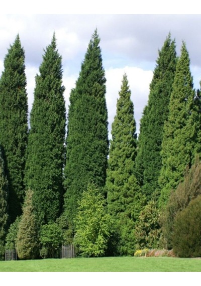 1 Adet Leylandi Çam Ağacı Fidanı 30-60cm Saksılı\tüplü Leyland Cypress Sapling