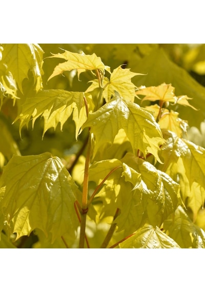 Akçaağaç Fidanı - Acer Platanoides 3 Adet
