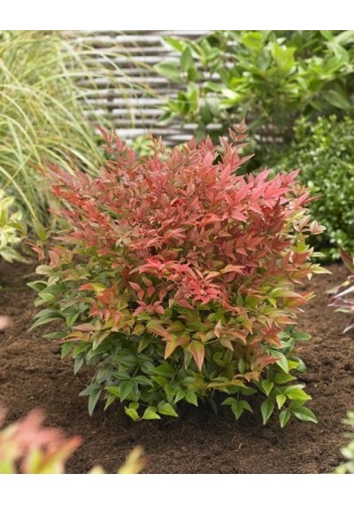 Cennet Bambusu Nandina Fidanı 2 Yaşında Tüplü