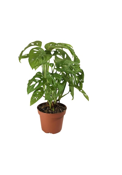 Monstera Adansonii (Deve Tabanı) Ø12 CM Y30-35 CM Monstera Adansonii (Deve Tabanı) Ø12 CM Y30-35 CM